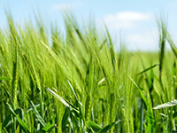 茅塘400亩果园转包